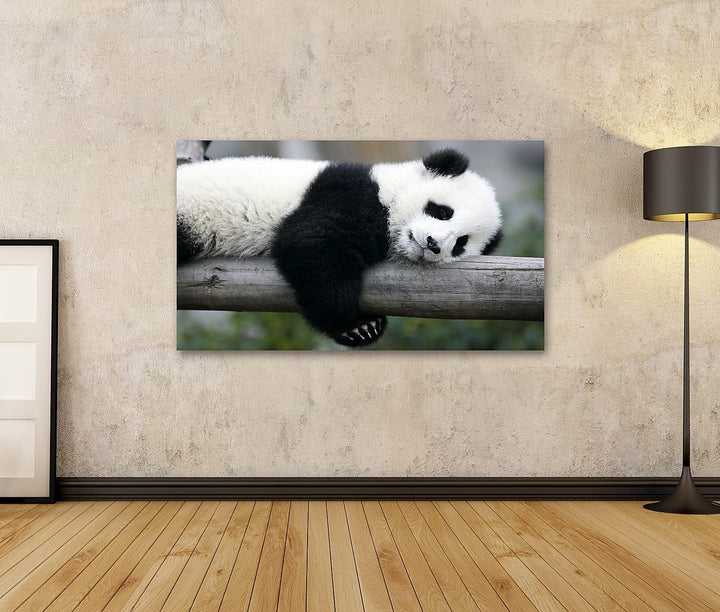 Bild auf Leinwand Panda Bear Wandbild Poster Kunstdruck Bilder, 80L x 40B cm