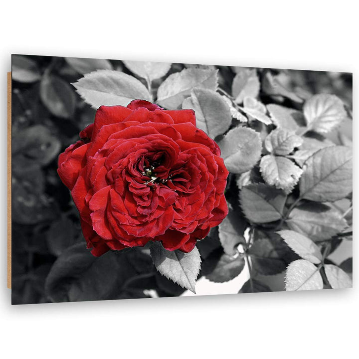Wanddeko Rose Kunst modern Bilder Blume Rot 100x70 cm M14559 100x70 cm, M14559 100x70 cm
