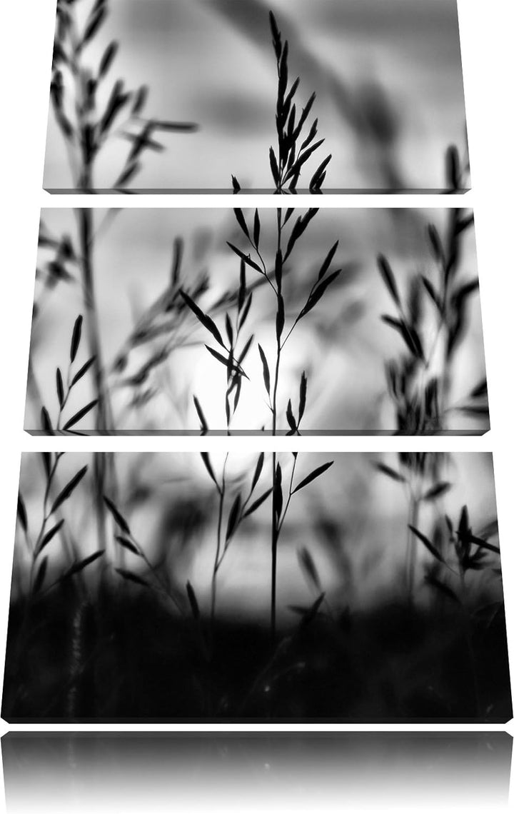 Pixxprint Gras bei Sonnenuntergang als Leinwandbild/Grösse: 3 Teilig (120x80) cm/Wandbild/Kunstdruck