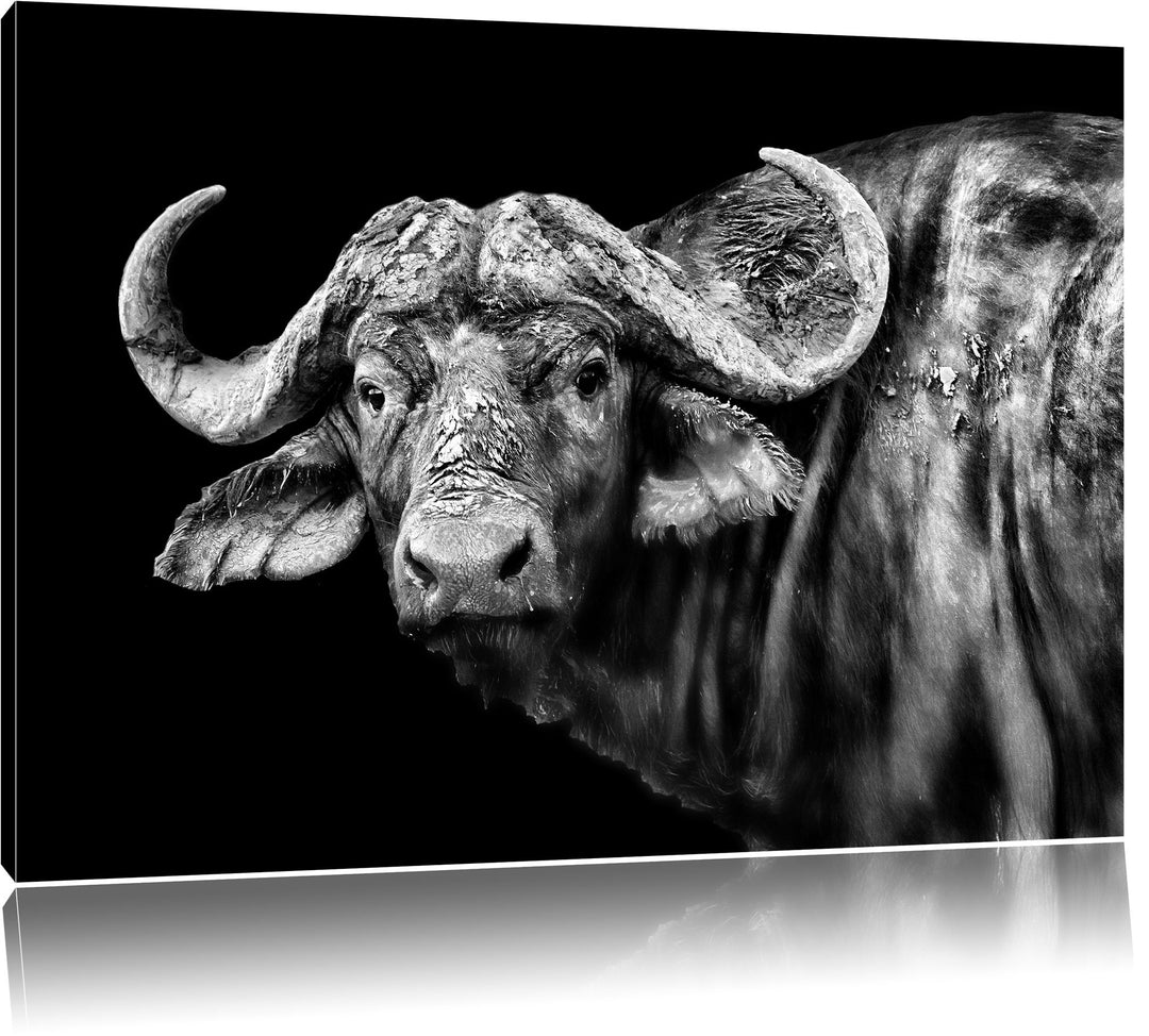 Pixxprint Dark Wasserbüffel als Leinwandbild/Grösse: 100x70 / Wandbild/Kunstdruck/fertig bespannt, 1