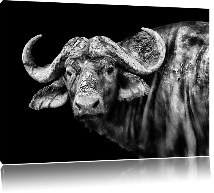 Pixxprint Dark Wasserbüffel als Leinwandbild/Grösse: 100x70 / Wandbild/Kunstdruck/fertig bespannt, 1