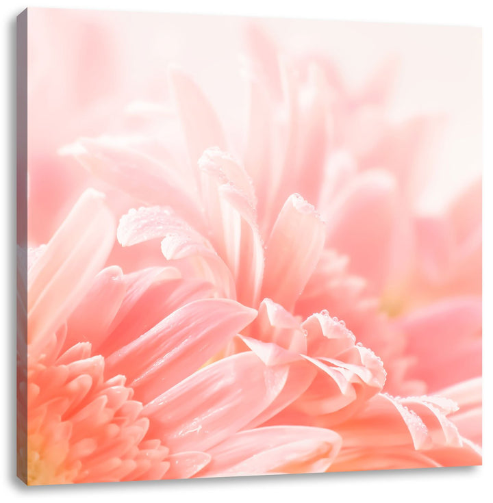 Pixxprint Gerbera-Blume in Pastelltönen, Format: 70x70 auf Leinwand, 70x70