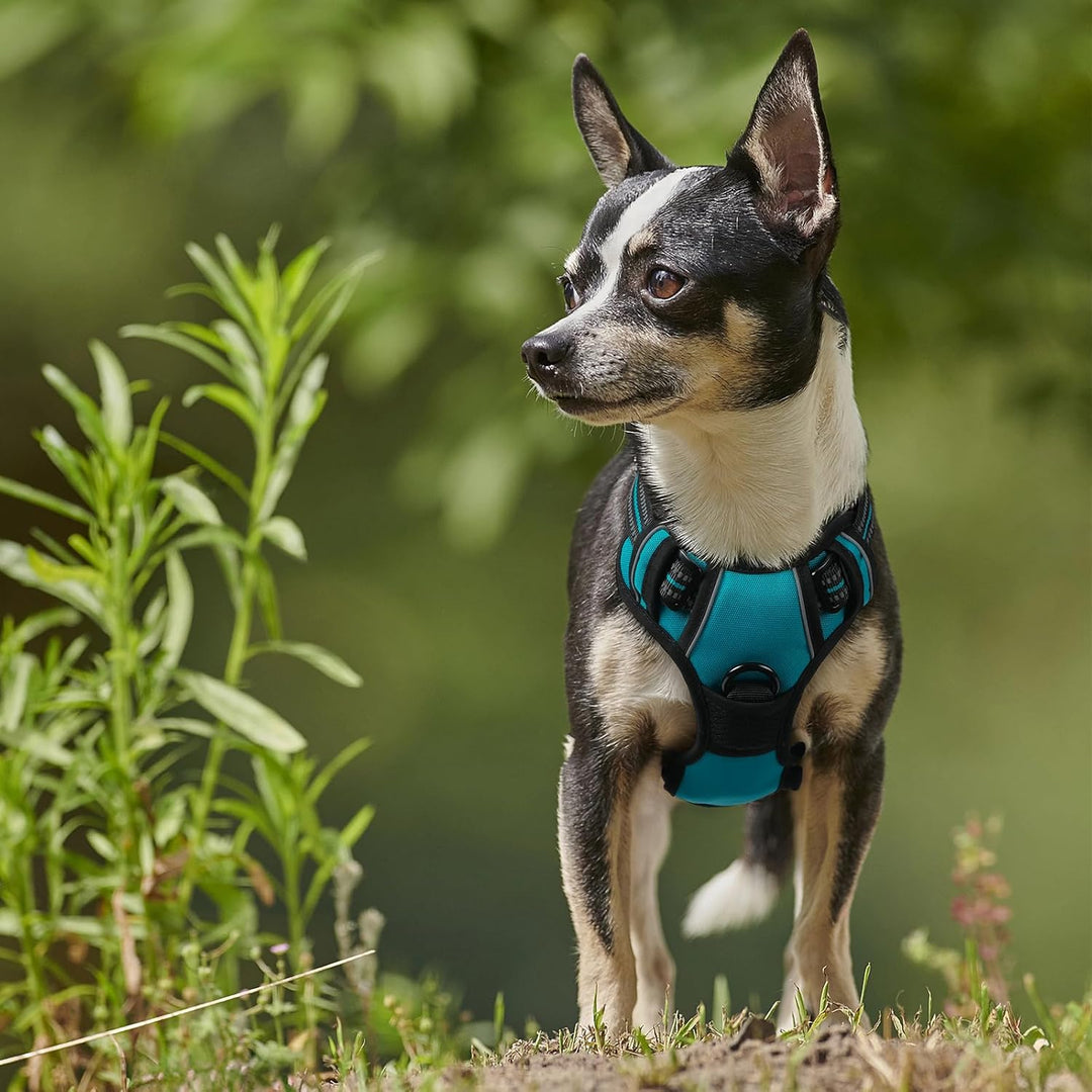 rabbitgoo Hundegeschirr Kleine Hunde, Anti Zug Geschirr mit Kontrolle, No Pull Verstellbar Hundegesc