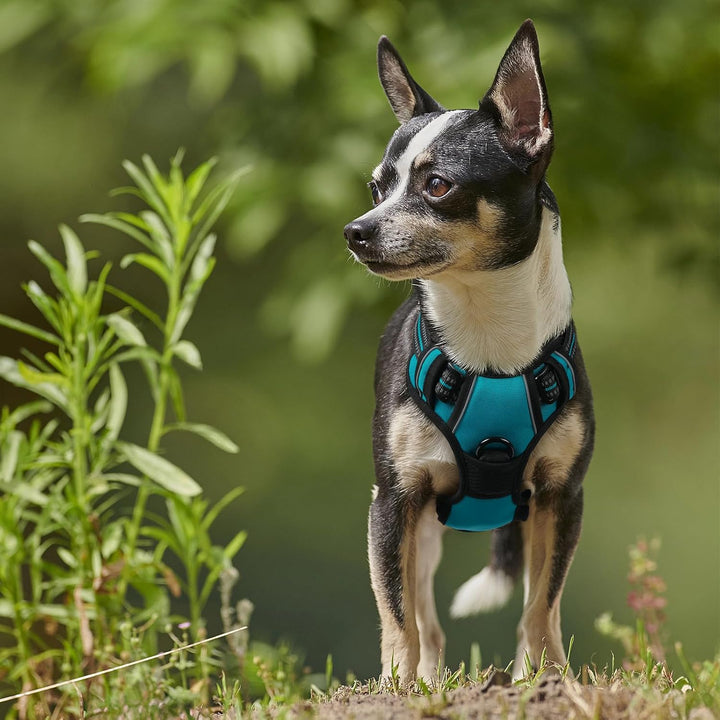 rabbitgoo Hundegeschirr Kleine Hunde, Anti Zug Geschirr mit Kontrolle, No Pull Verstellbar Hundegesc
