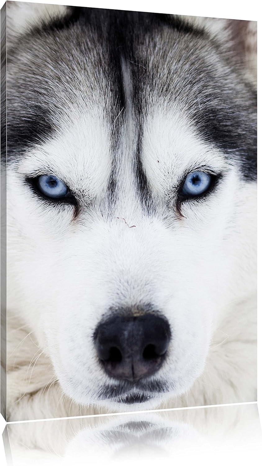 Pixxprint Husky, Format: 100x70 auf Leinwand, XXL riesige Bilder fertig gerahmt mit Keilrahmen, Kuns