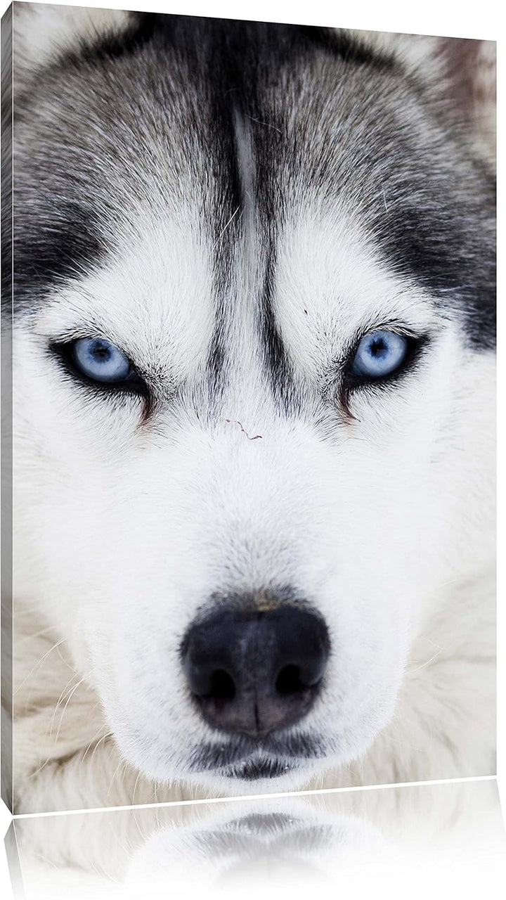 Pixxprint Husky, Format: 100x70 auf Leinwand, XXL riesige Bilder fertig gerahmt mit Keilrahmen, Kuns