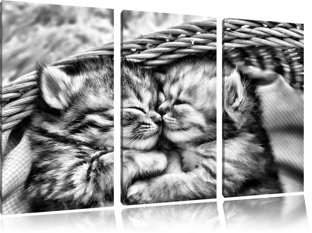 Pixxprint Baby Katze als Leinwandbild/Grösse: 3 Teilig (120x80) cm/Wandbild/Kunstdruck/fertig bespan