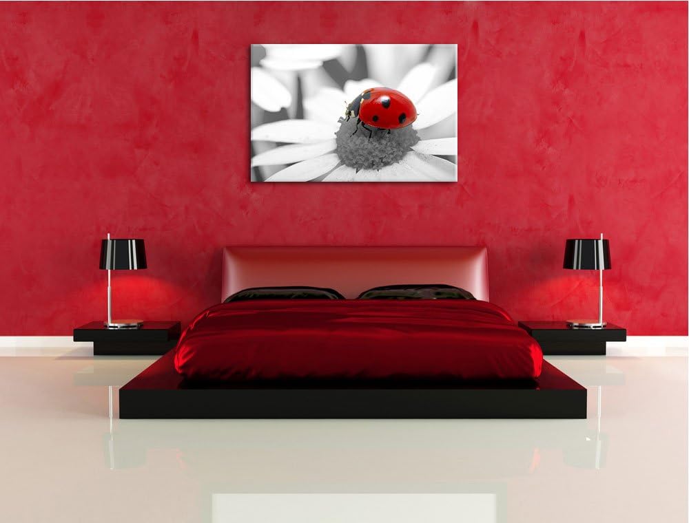 süsser Marienkäfer auf Gänseblume schwarz/weiss Format: 100x70 auf Leinwand, XXL riesige Bilder fert