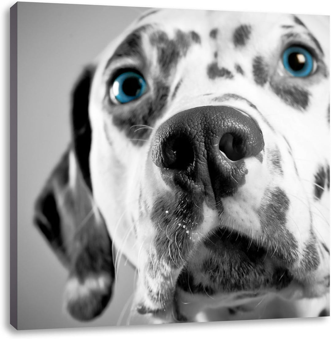 Pixxprint aufmerksamer Dalmatiner als Leinwandbild/Grösse: 70x70 cm/Wandbild/Kunstdruck/fertig bespa