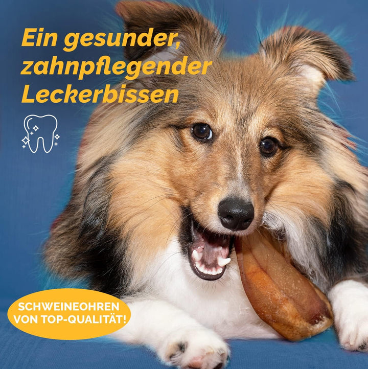 123 Treats Whole Pig Ear Dog Chews Pig Ear Dog Treats (100 Pieces) 100 stück (1er Pack), 100 stü