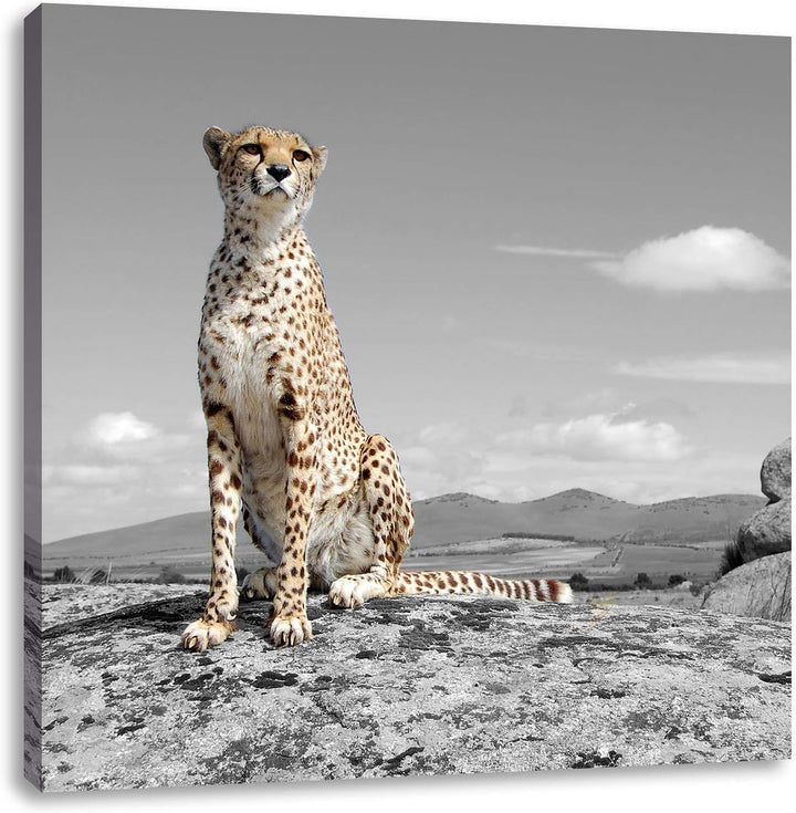 Pixxprint stolzer Gepard als Leinwandbild/Grösse: 70x70 cm/Wandbild/Kunstdruck/fertig bespannt, 70x7