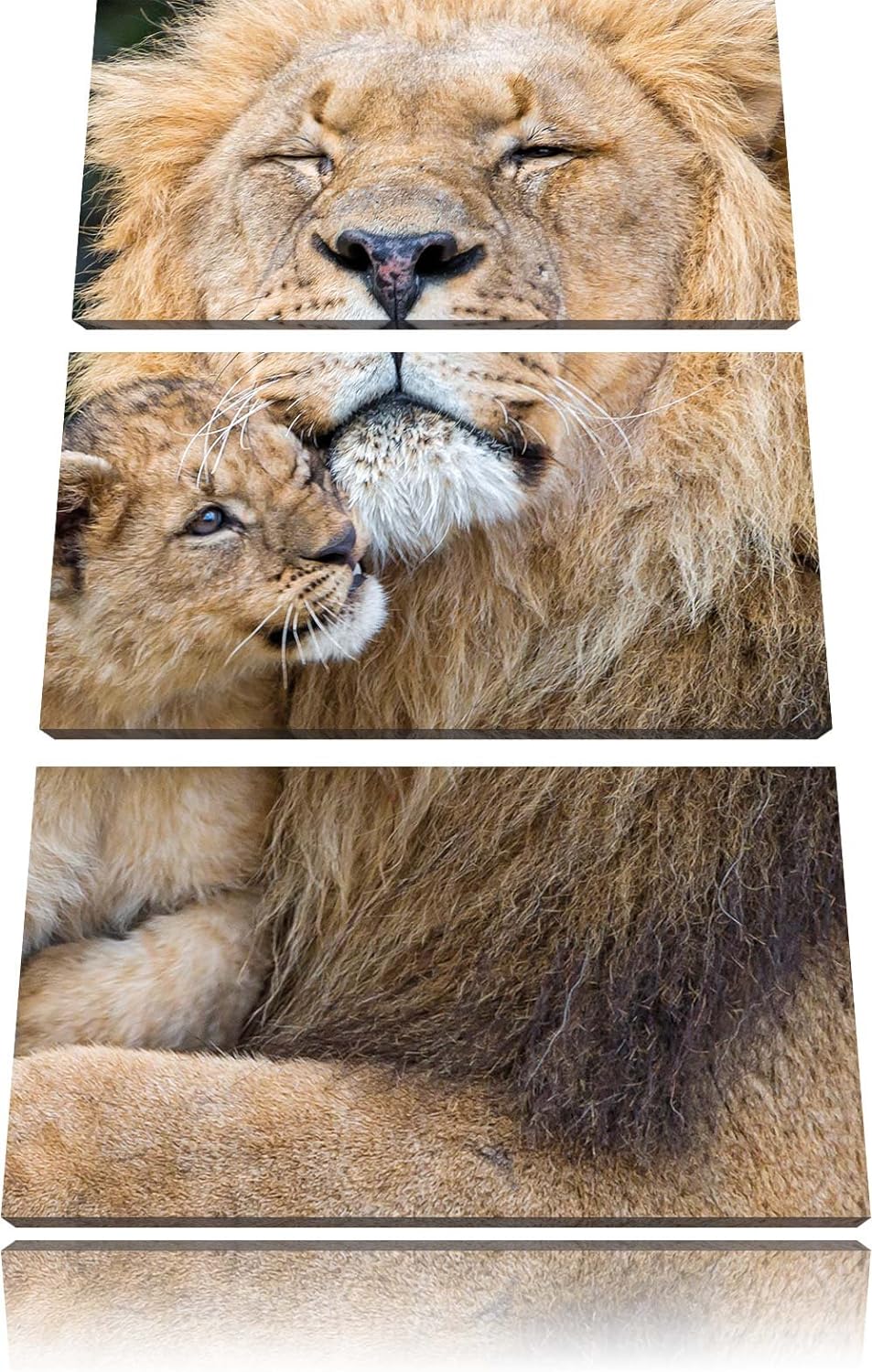 Pixxprint Löwe kuschelt mit Jungtier als Leinwandbild/Grösse: 3 Teilig (120x80) cm/Wandbild/Kunstdru