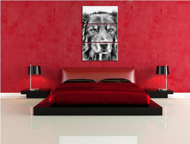 Monocrome, Australien Shepherd Mischling 3-Teiler Leinwandbild 120x80 Bild auf Leinwand