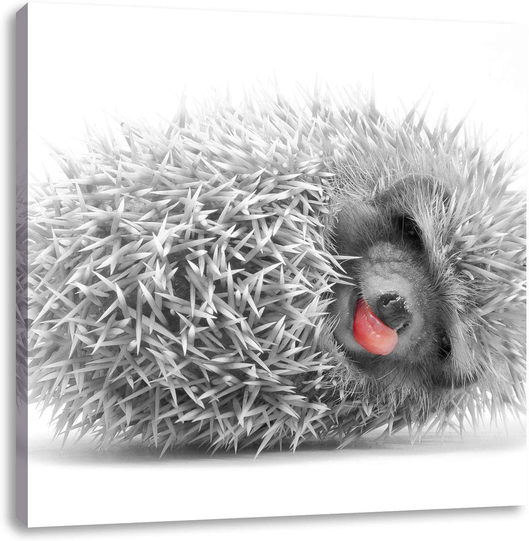 Pixxprint süsser zusammengerollter Igel als Leinwandbild/Grösse: 70x70 cm/Wandbild/Kunstdruck/fertig