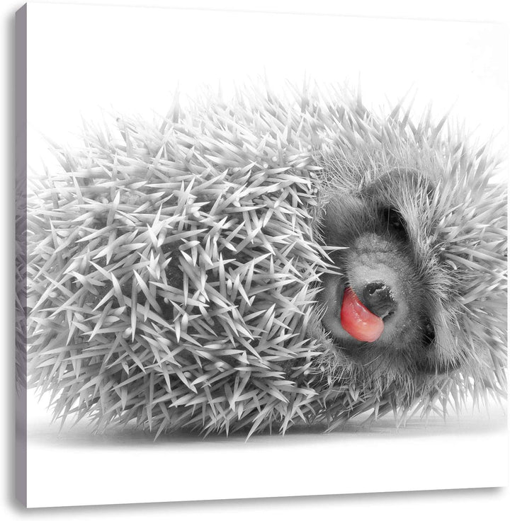 Pixxprint süsser zusammengerollter Igel als Leinwandbild/Grösse: 70x70 cm/Wandbild/Kunstdruck/fertig