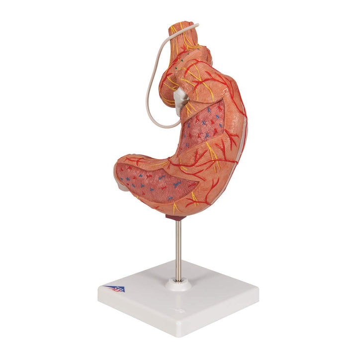 3B Scientific Menschliche Anatomie - Magenbandmodell + kostenlose Anatomie App - 3B Smart Anatomy