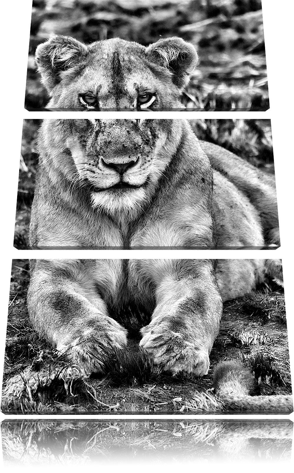 Pixxprint Monocrome, Löwin ruht auf Boden 3-Teiler Leinwandbild 120x80 Bild auf Leinwand