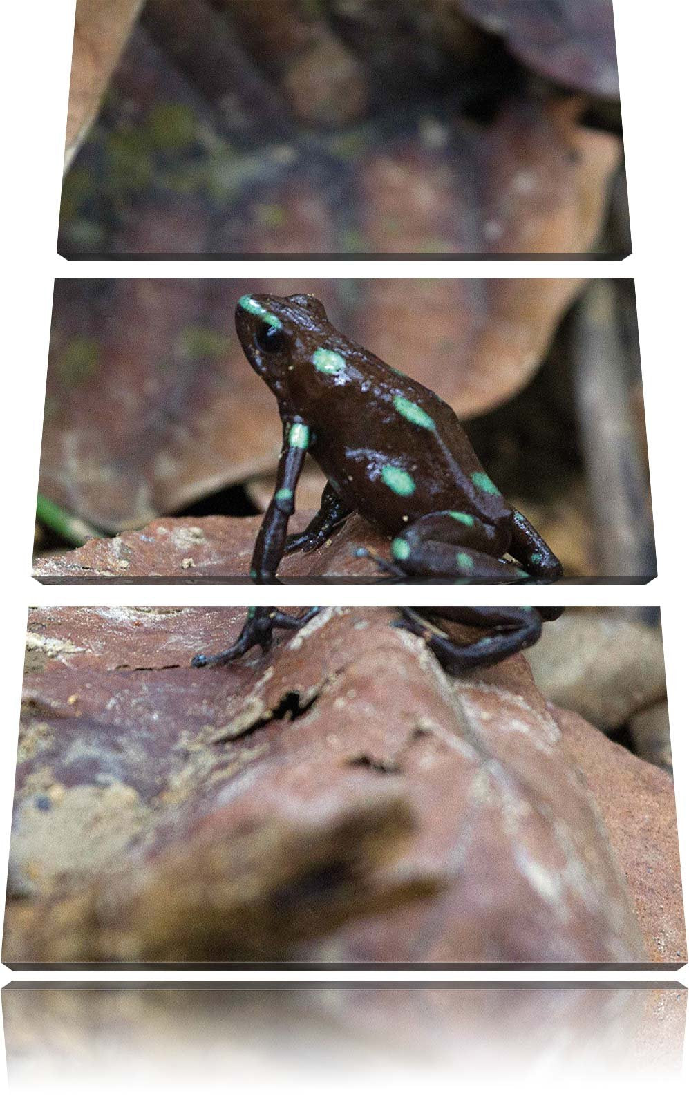 Pixxprint Baumsteiger Frosch als Leinwandbild/Grösse: 3 Teilig (120x80) cm/Wandbild/Kunstdruck/ferti