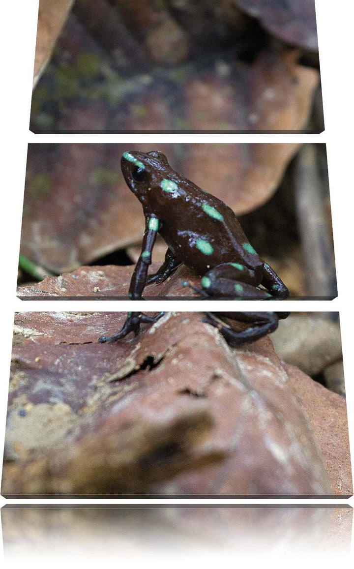 Pixxprint Baumsteiger Frosch als Leinwandbild/Grösse: 3 Teilig (120x80) cm/Wandbild/Kunstdruck/ferti