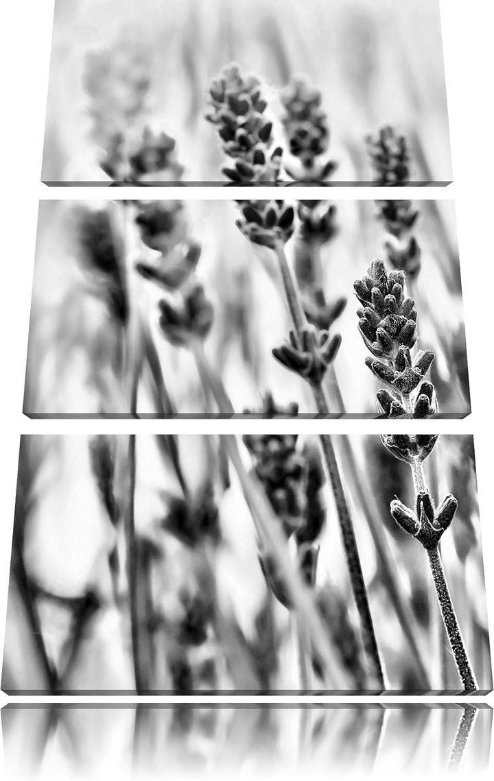 Pixxprint Lavendel als Leinwandbild/Grösse: 3 Teilig (120x80) cm/Wandbild/Kunstdruck/fertig bespannt