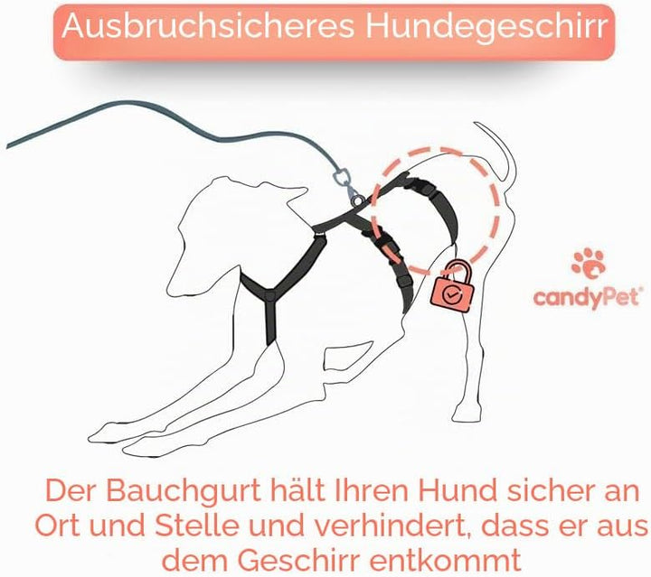 3-Punkt-Gurt mit Anti-Ziehen, ideal für Lebreles: Italienischer Windhund, Whippet, Windhund, Podenco