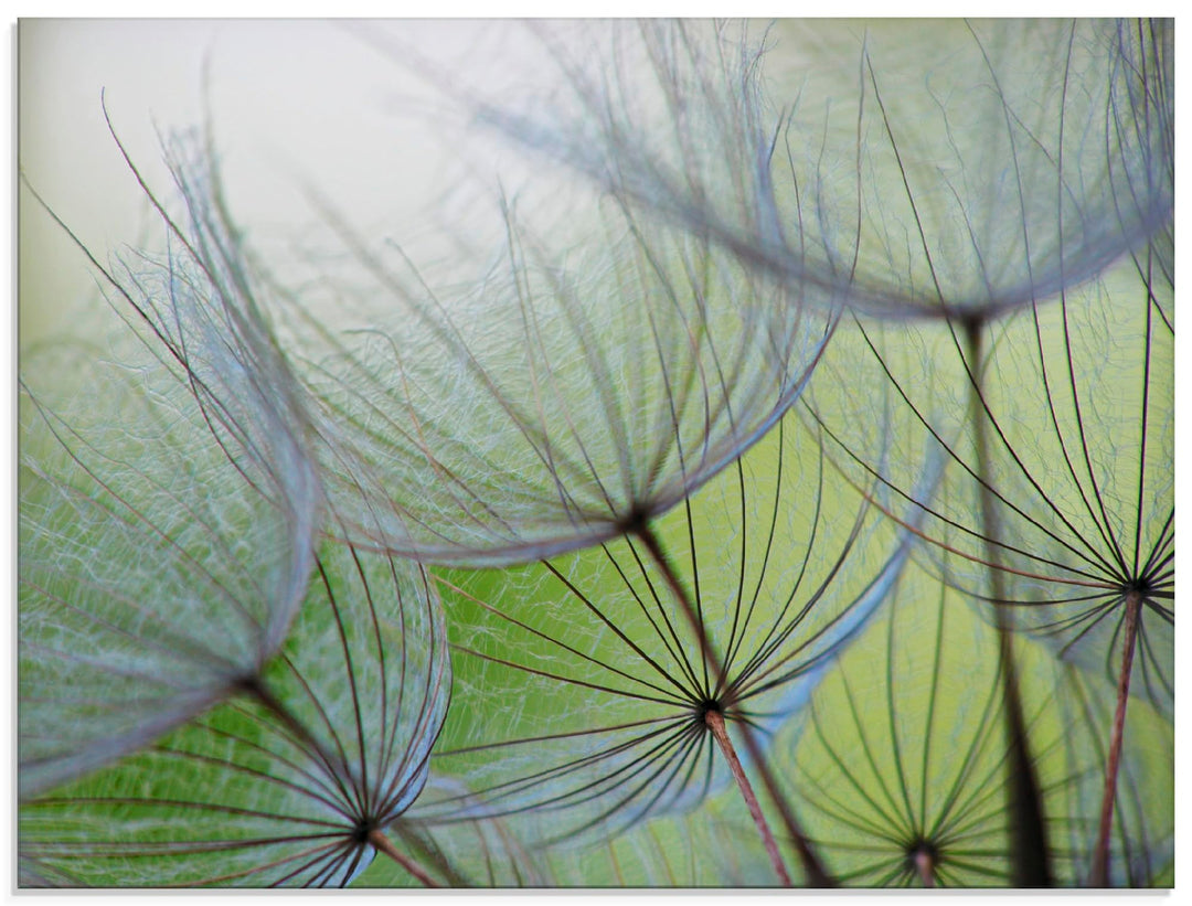 ARTland Glasbilder Wandbild Glas Bild einteilig 60 x 45 cm Botanik Blumen Pusteblume Foto Grün D1KE