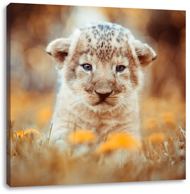 Niedliches Löwenbaby, Format: 70x70 auf Leinwand, XXL riesige Bilder fertig gerahmt mit Keilrahmen,
