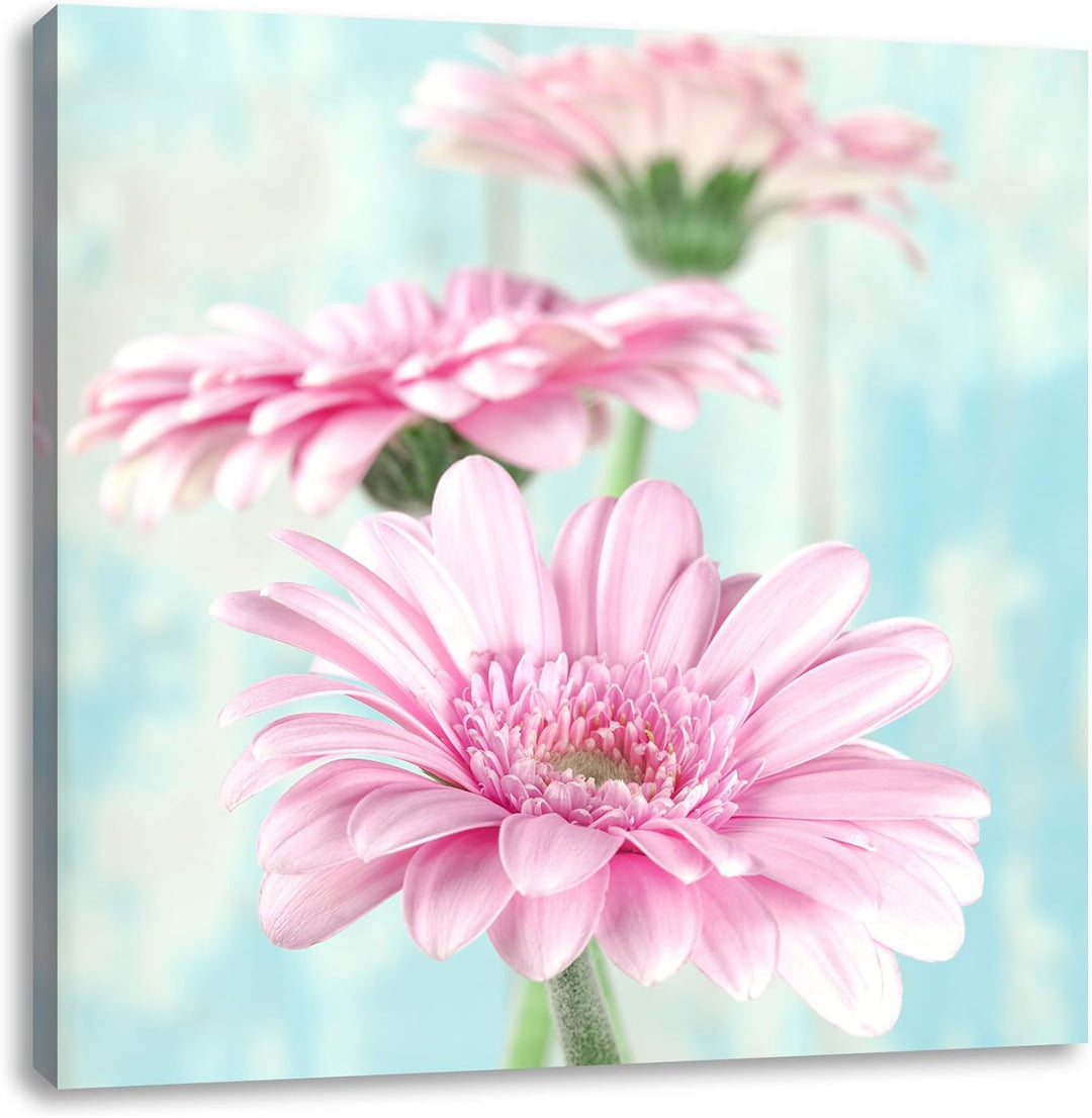 Pixxprint Gerberas, Format: 70x70 auf Leinwand, XXL riesige Bilder fertig gerahmt mit Keilrahmen, Ku
