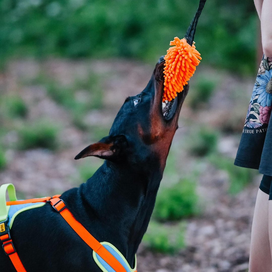 Dingo Hundespielzeug Mop 19 x 7 cm mit Bungee Griff 41 cm Agility Apporte Motivation Spiel mit Hund