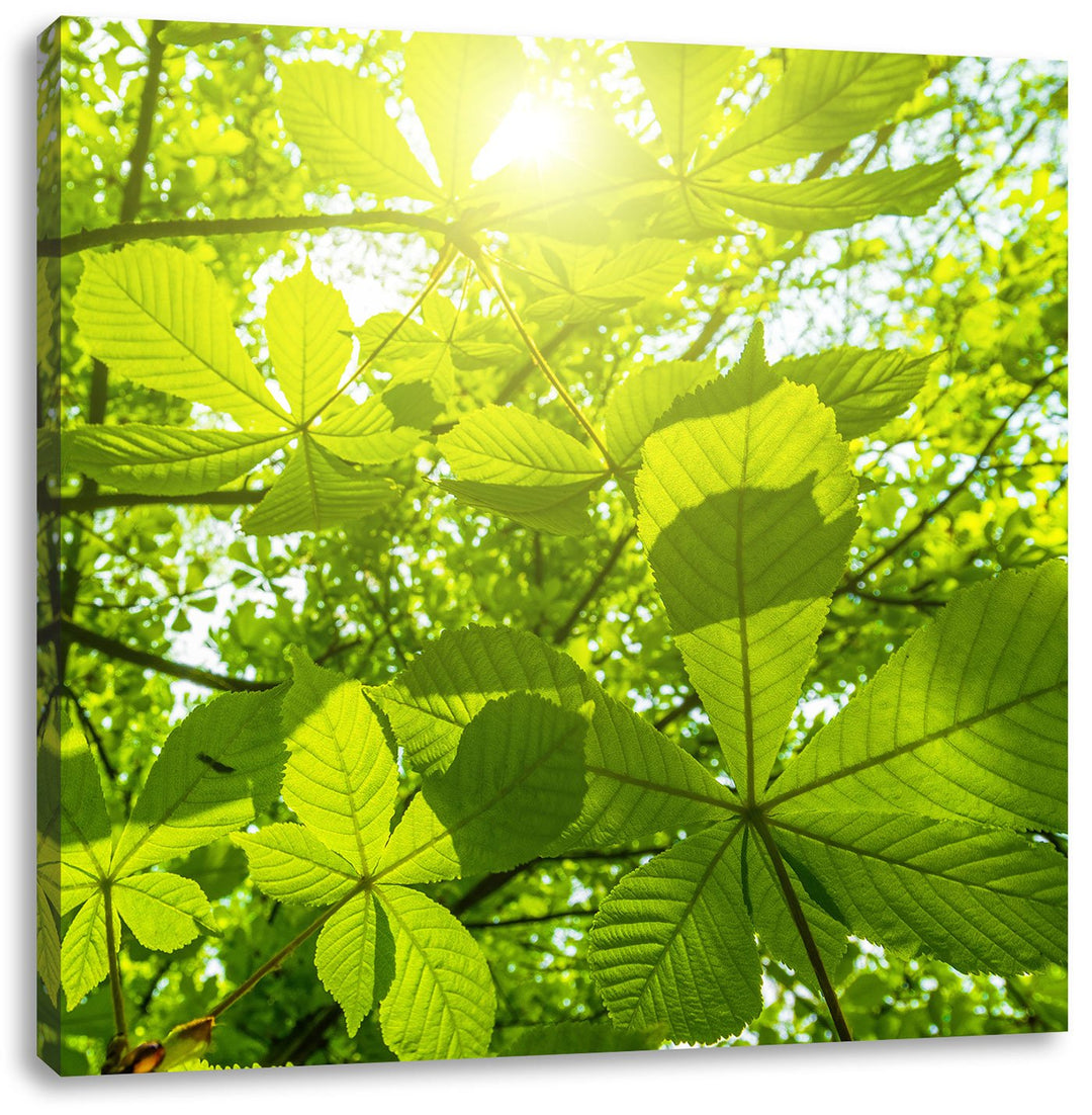 Pixxprint Grüne Blätter, Format: 70x70 auf Leinwand, XXL riesige Bilder fertig gerahmt mit Keilrahme