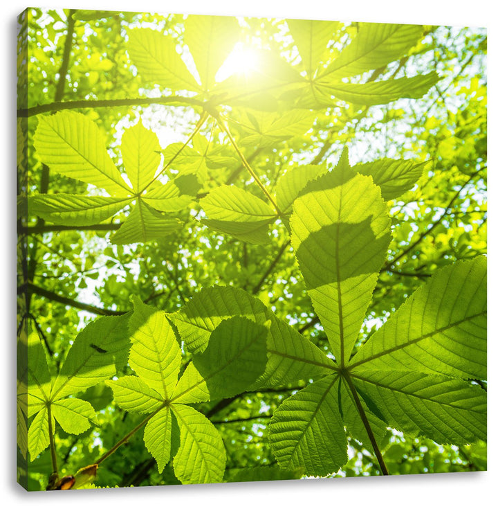 Pixxprint Grüne Blätter, Format: 70x70 auf Leinwand, XXL riesige Bilder fertig gerahmt mit Keilrahme