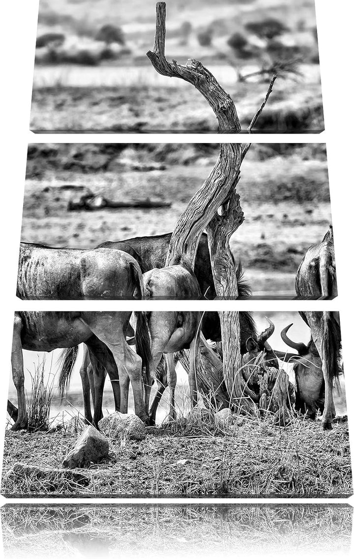 Pixxprint Monocrome, Kaffernbüffel Herde in Savanne 3-Teiler Leinwandbild 120x80 Bild auf Leinwand