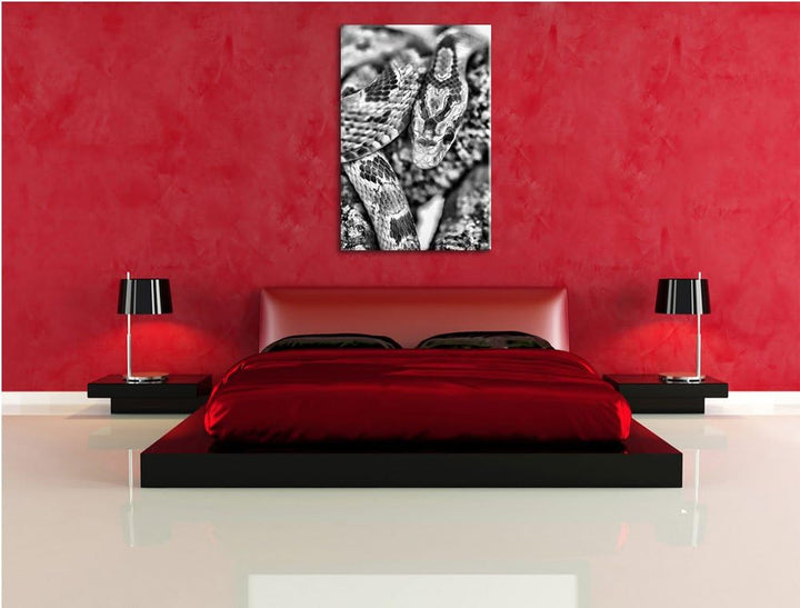 Pixxprint ruhende Kornnatter / 100x70cm Leinwandbild bespannt auf Holzrahmen/Wandbild Kunstdruck Dek