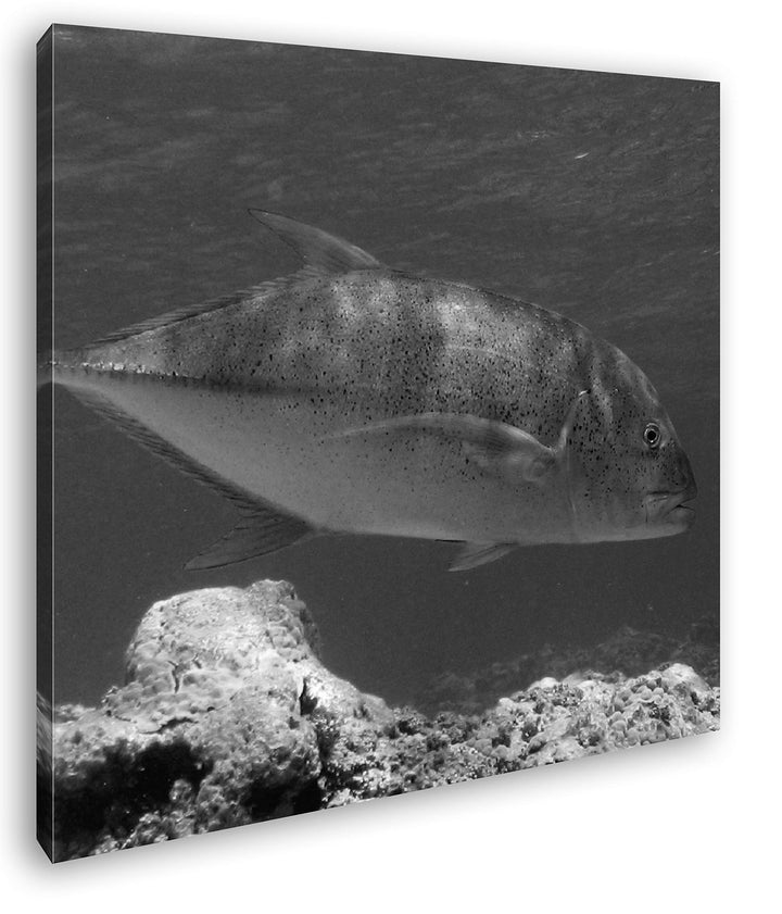 deyoli Blauer Fisch im klaren Wasser Format: 70x70 Effekt: Schwarz&Weiss als Leinwandbild, Motiv auf