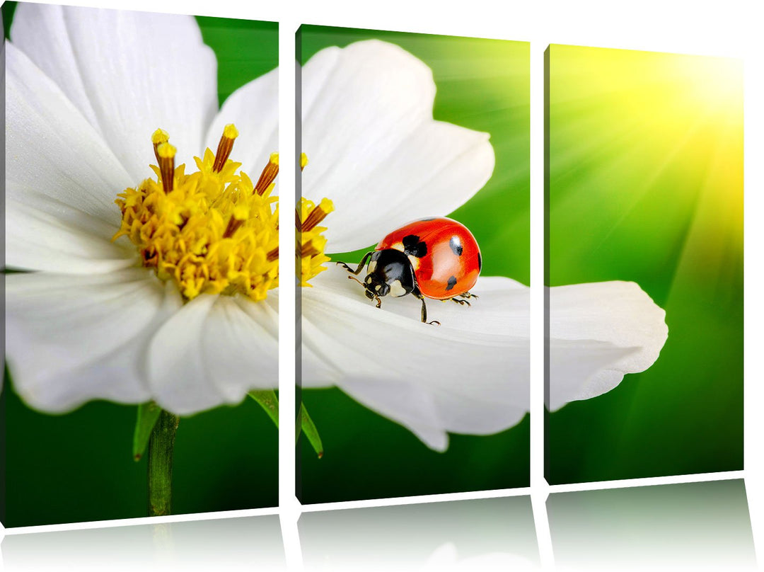 Pixxprint Marienkäfer auf Einer weissen Blume als Leinwandbild/Grösse: 3 Teilig (120x80) / Wandbild/
