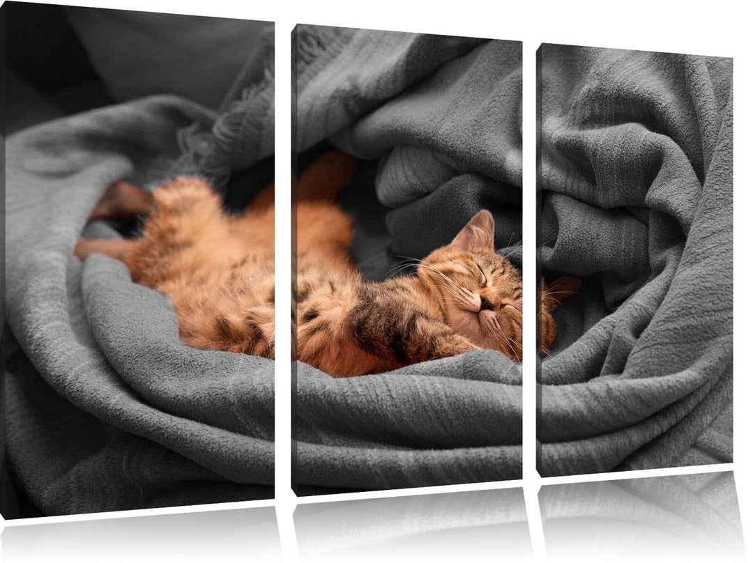 Pixxprint Bezaubernde schlafende Katze als Leinwandbild | Grösse: 3 Teilig (120x80) | Wandbild| Kuns