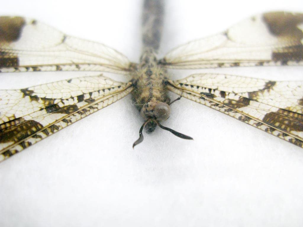 Echte exotische riesige Käfer, Insekten und Krabbler im Schaukasten - Insekten - Taxidermie (Aintlio