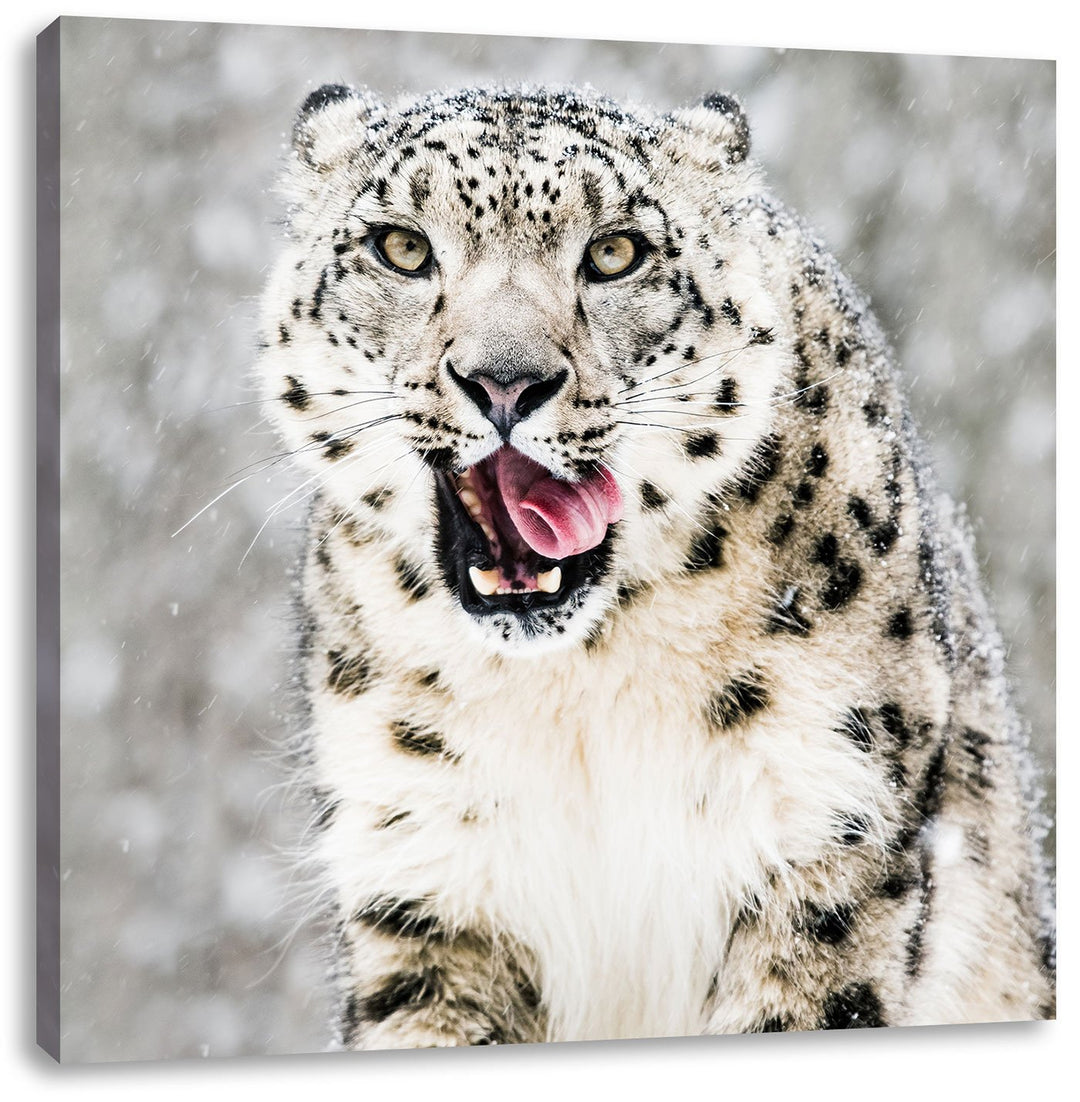 Leopard im Schnee, Format: 70x70 auf Leinwand, XXL riesige Bilder fertig gerahmt mit Keilrahmen, Kun