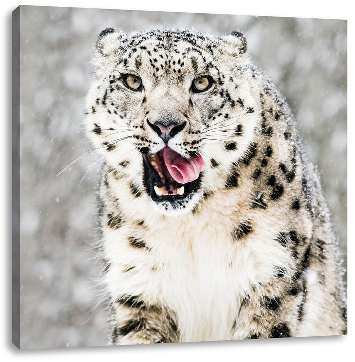 Leopard im Schnee, Format: 70x70 auf Leinwand, XXL riesige Bilder fertig gerahmt mit Keilrahmen, Kun