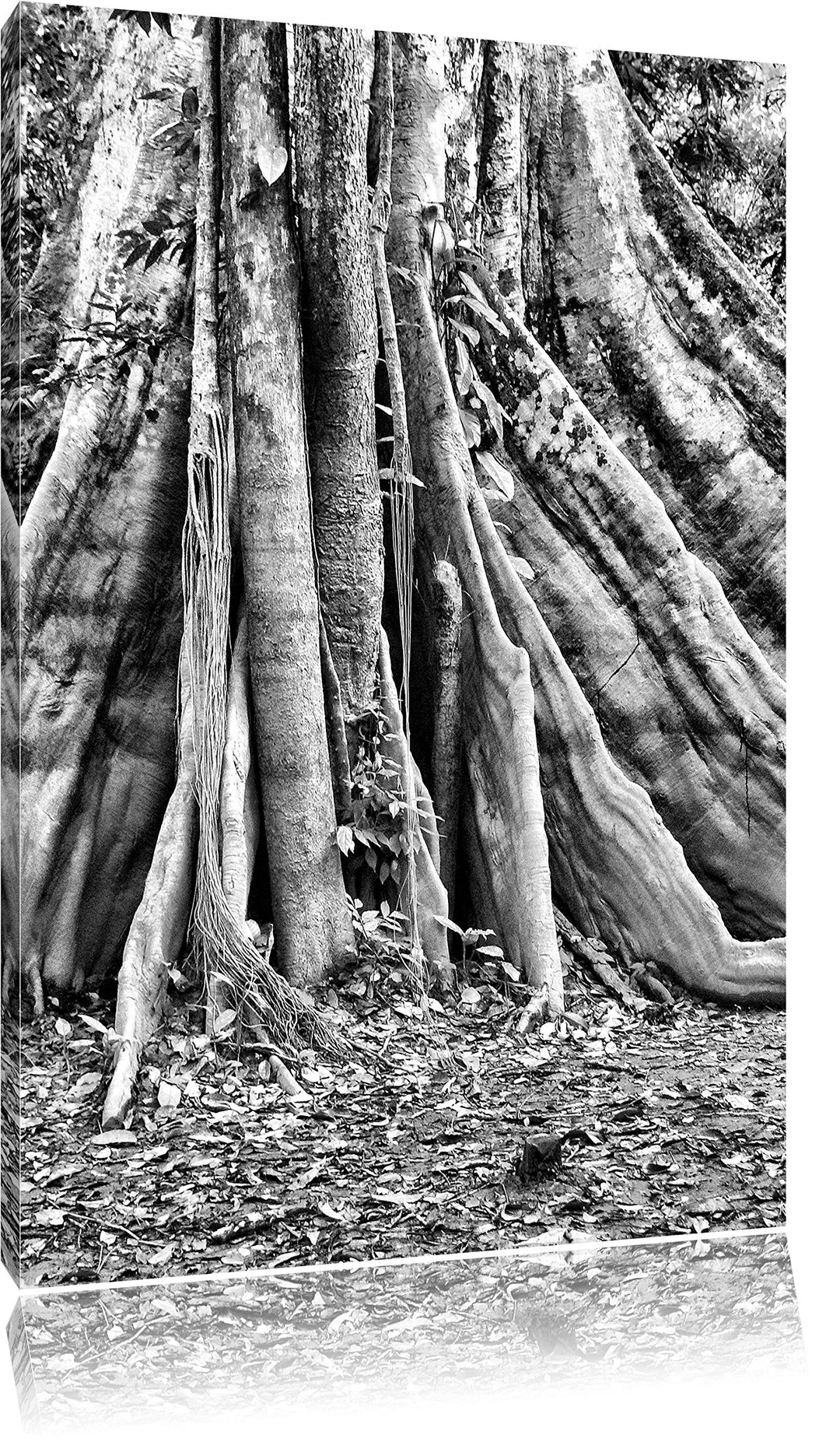 Pixxprint Mächtiger Urwald Baum / 100x70cm Leinwandbild bespannt auf Holzrahmen/Wandbild Kunstdruck