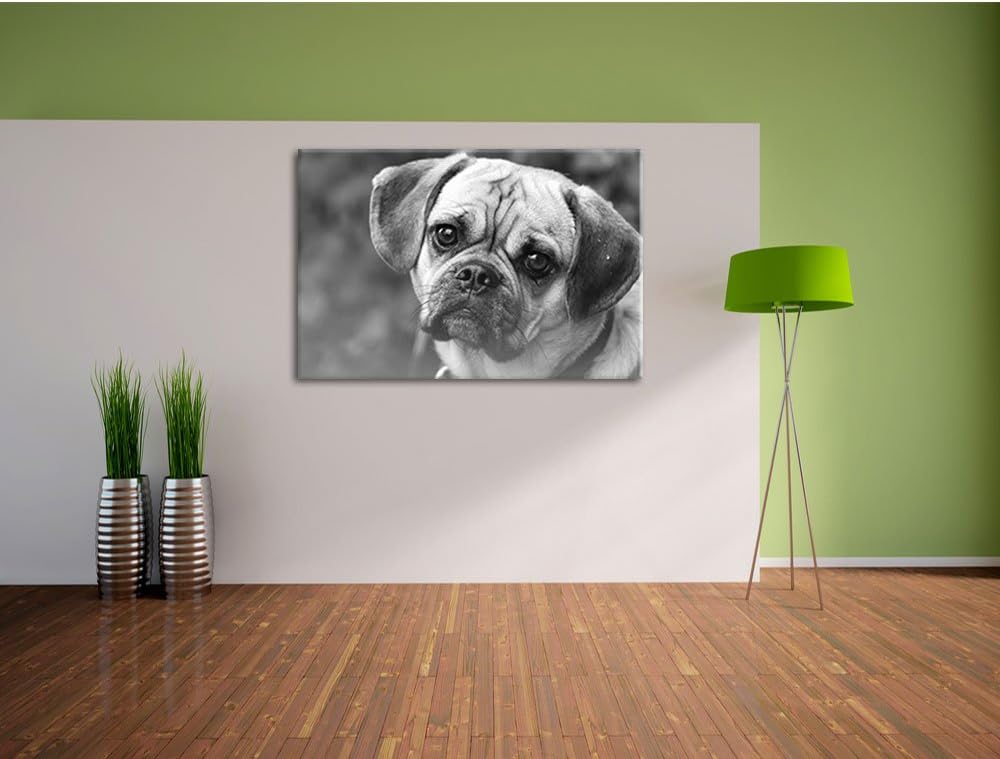 Pixxprint Mops Welpe als Leinwandbild/Grösse: 100x70 / Wandbild/Kunstdruck/fertig bespannt, 100x70
