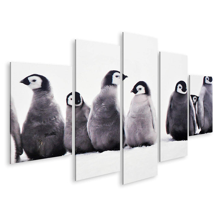 islandburner Bild auf Leinwand Junge Pinguine Baby Junge Pinguine Baby Eissonne Bilder Wandbilder Po
