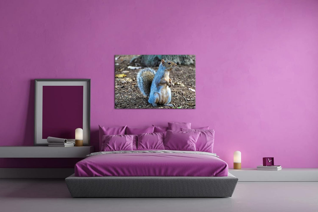 deyoli niedliches Eichhörnchen im Park Format: 80x60 als Leinwandbild, Motiv fertig gerahmt auf Echt