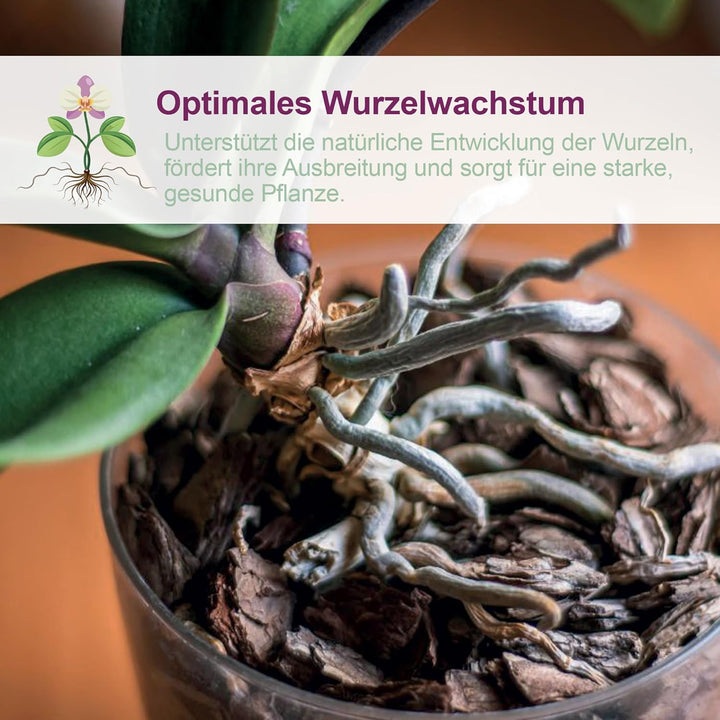 Kalapanta Orchideen-Umtopf 3er-Set: 3 Durchsichtiger Blumentopf mit Drainagelöchern, 3 Untertasse un