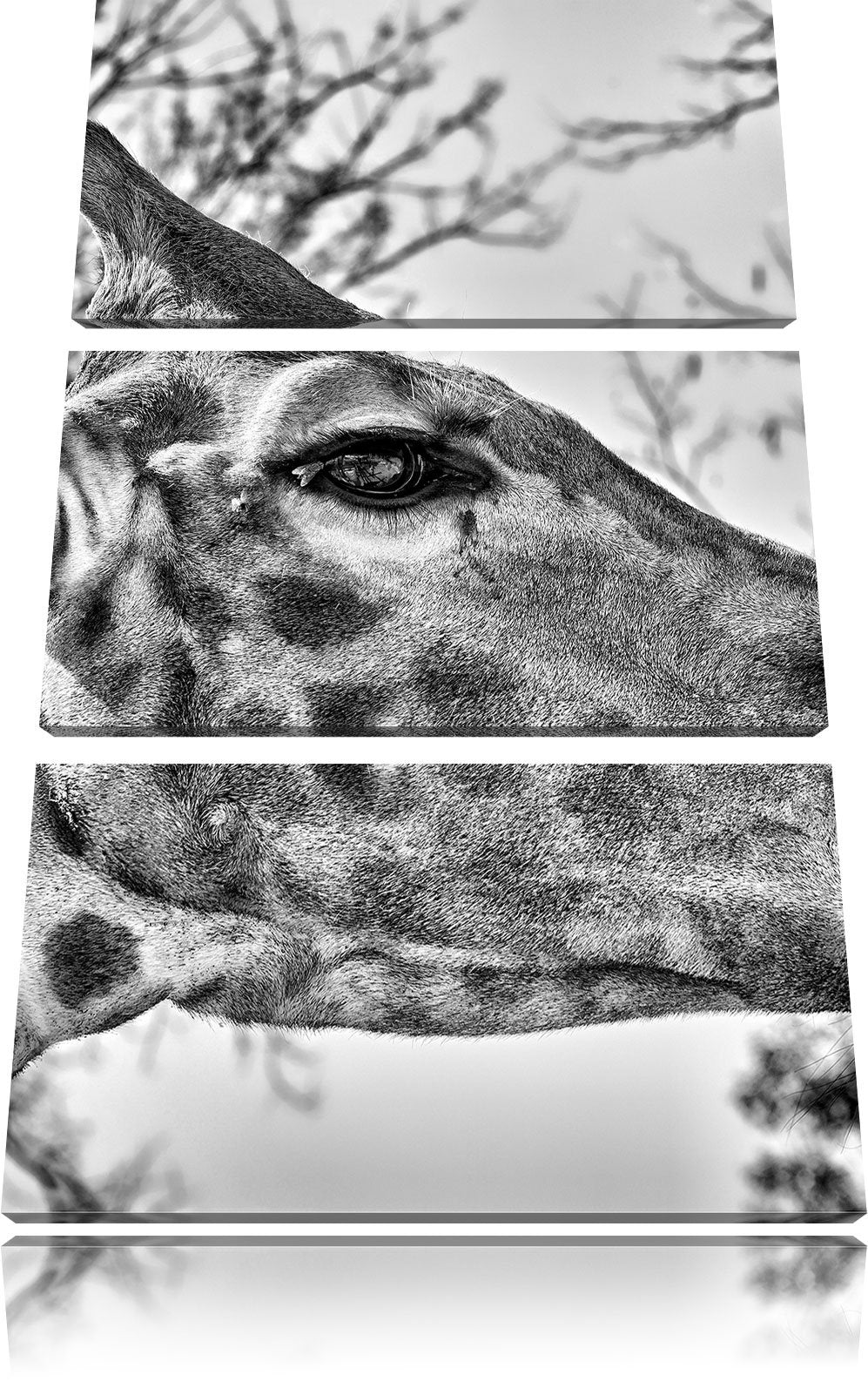 Pixxprint anmutige Giraffe isst als Leinwandbild/Grösse: 3 Teilig (120x80) cm/Wandbild/Kunstdruck/fe