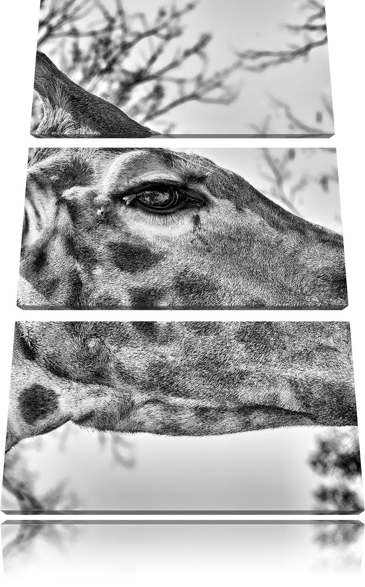 Pixxprint anmutige Giraffe isst als Leinwandbild/Grösse: 3 Teilig (120x80) cm/Wandbild/Kunstdruck/fe