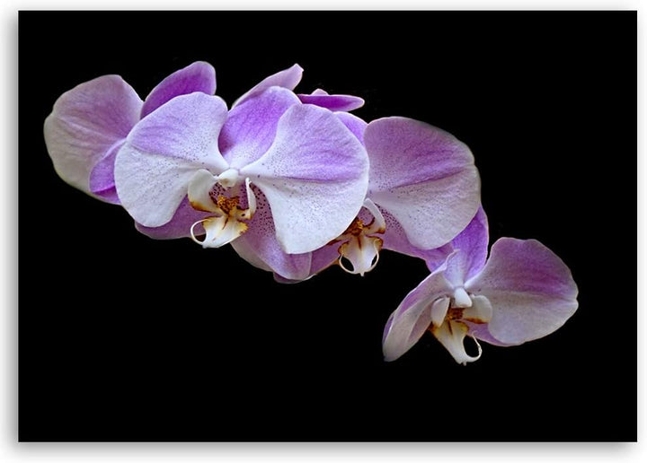 Feeby Bild auf Leinwand Blumen Kunstdruck modern Orchidee Violett 80x60 cm Leinwandbild 80x60 cm Vio