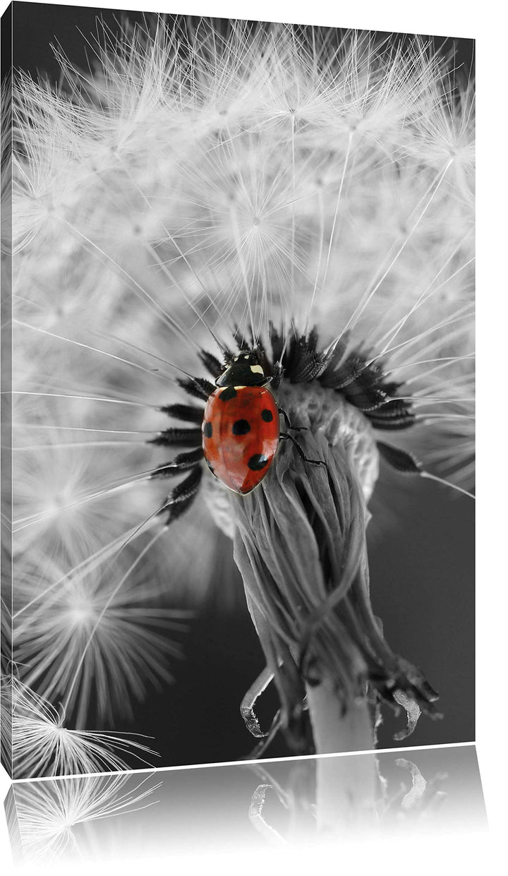 Pixxprint schöner Marienkäfer auf Pusteblume als Leinwandbild/Grösse: 100x70 cm/Wandbild/Kunstdruck/