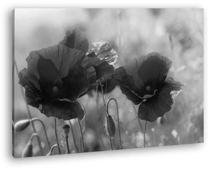 deyoli bezaubernde Mohnblumen Format: 80x60 Effekt: Schwarz&Weiss als Leinwandbild, Motiv fertig ger
