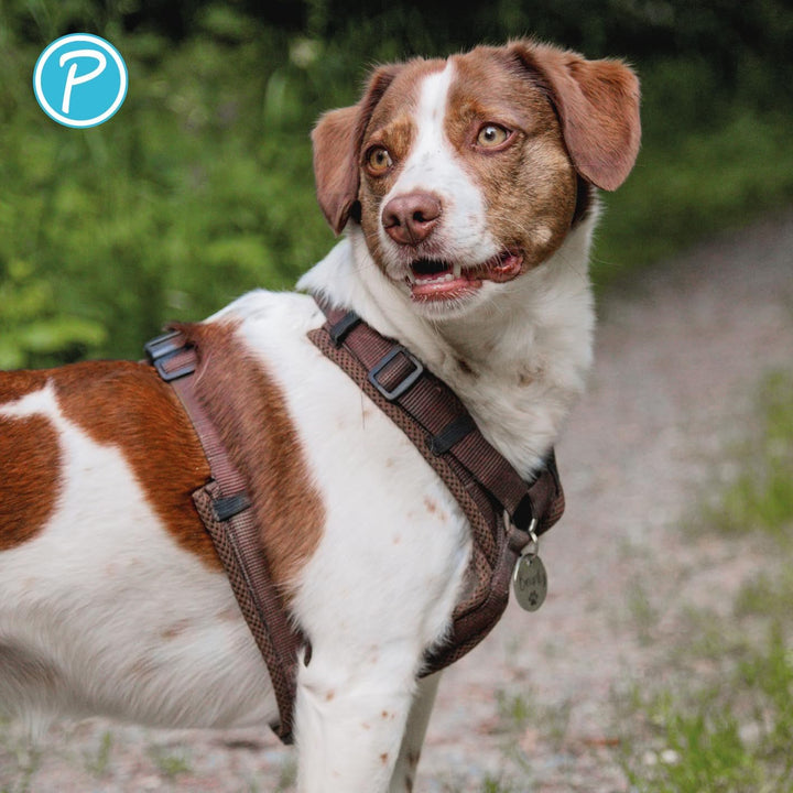 Petlando Hundegeschirr gepolstert, Mesh Y-Comfort, weich, stufenlos verstellbar, besonders leicht &amp;